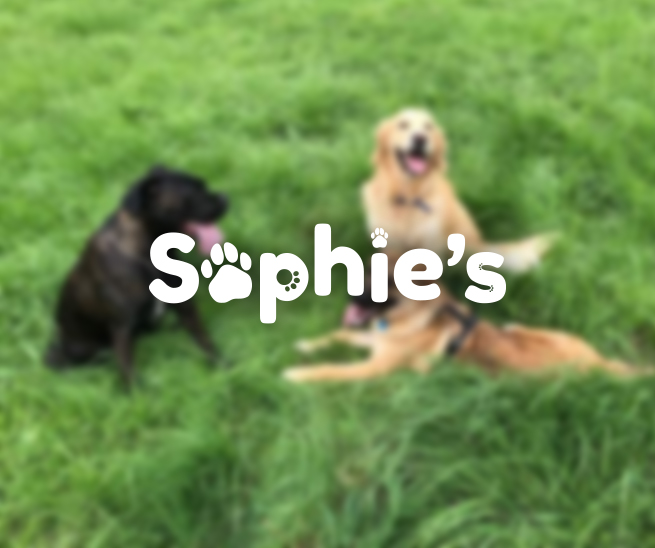 sophies dog walking logo on blurred photo of three dogs on grass